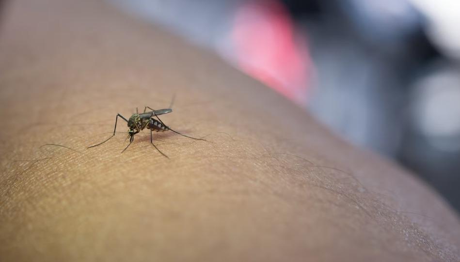 Saúde alerta para casos de malária em Goiás