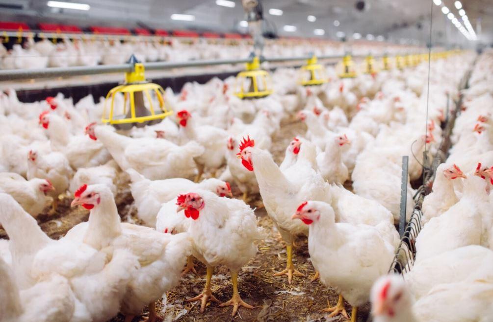Goiás mantém alerta sobre gripe aviária e reforça medidas